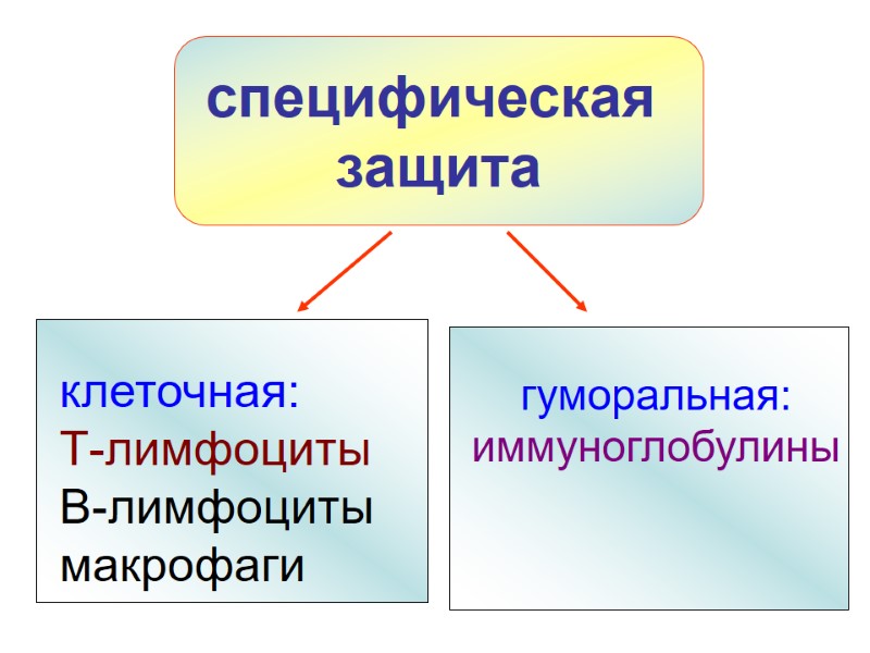 специфическая  защита клеточная: Т-лимфоциты В-лимфоциты макрофаги гуморальная: иммуноглобулины